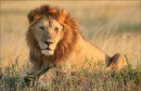 Lion in the Morning Sun