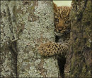 Can I Get Through Here? - Leopard Cub - Kenya