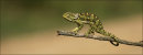 Chameleon