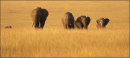 Elephants Coming Up The Hill