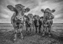 Inquisitive Cattle