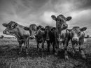 The 5 Mooosketeers