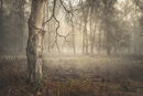 The Twig And The Tree