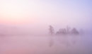 Trees Emerging From the Mist