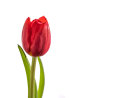 The Red Tulip