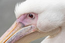 Pelican