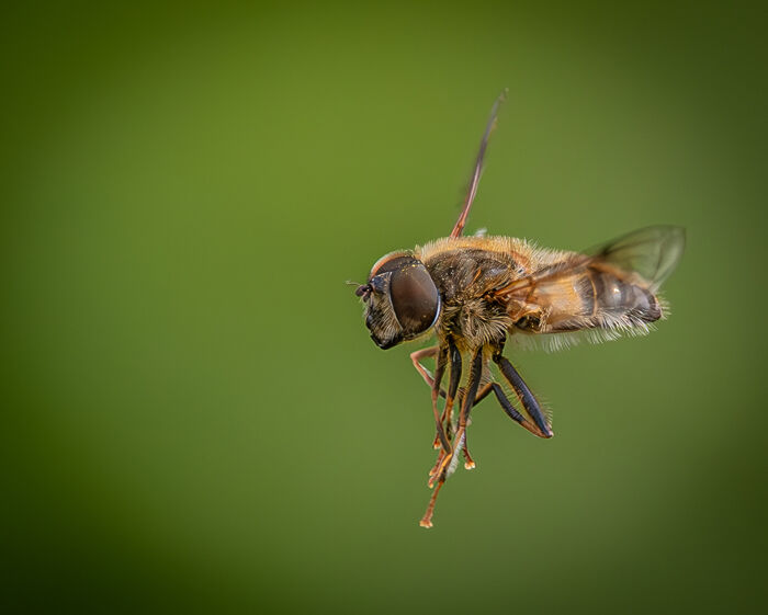 The Hoverfly In Flight