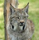 Lynx