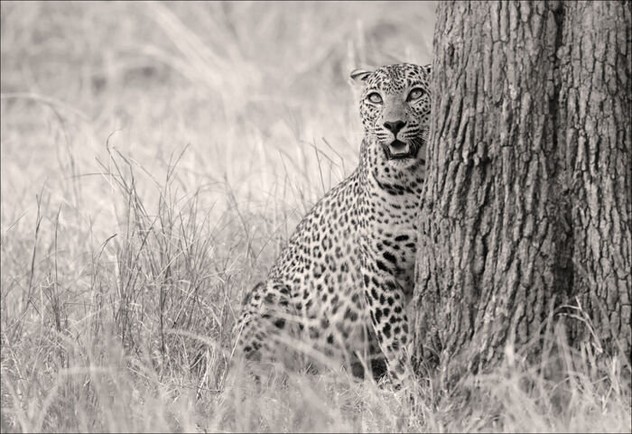 "Interest Above" - - African Leopard
