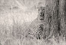 "Interest Above" - - African Leopard