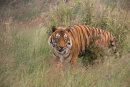 Malayan Tiger Coming Out of the Grass
