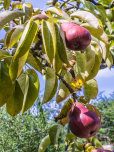 Colour in the Orchard