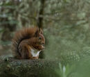 Red Squirrel