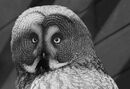 Great Grey Owl