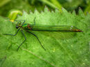 Narrow Winged Damselfly