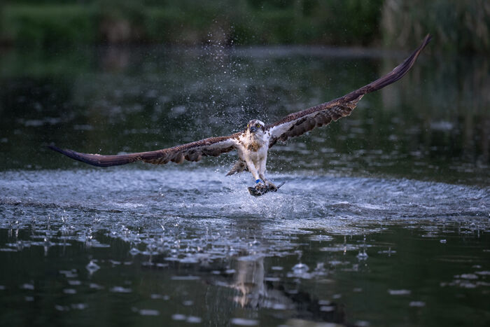 Osprey Early Morning Breakfast