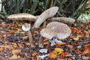 Parasol Fungi