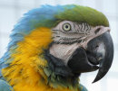 Parrot Profile