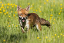 Fox Eyes
