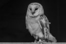 Barn Owl
