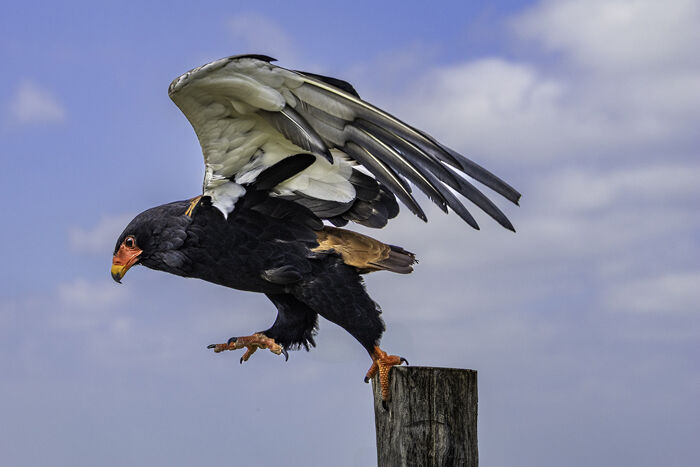 Bateleur Eagle