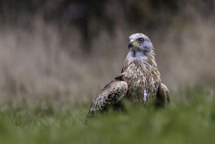 Buzzard Waiting