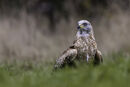 Buzzard Waiting