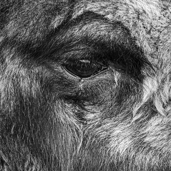 The Eye of the Camel