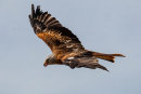 Red Kite