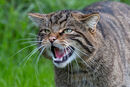 British Wildcat