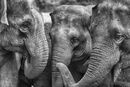 Elephants Talking