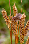 Field Mouse
