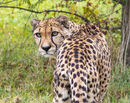 I Am Looking At You