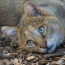 Jungle Cat