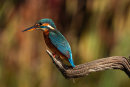 Kingfisher