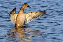 Mallard Displaying