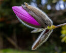 The Bud