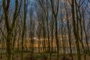 The Woods at Dusk