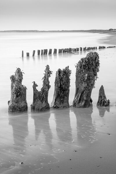 Weathered Walberswick Groynes