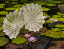 Lily Pond Kew