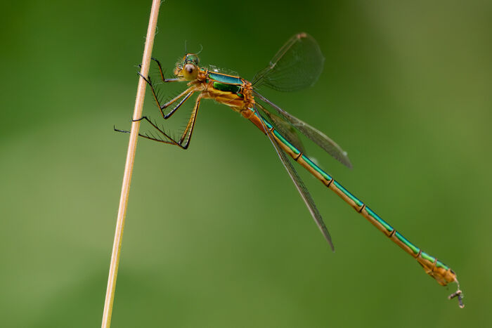 Emerald Damselfly