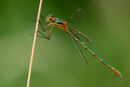 Emerald Damselfly