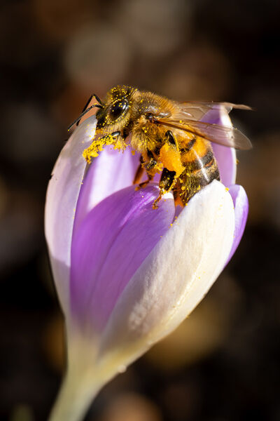 Is There Honey Still For Tea?