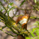Red Squirrel