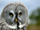 Great Grey Owl