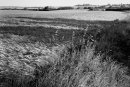 A Sea of Barley