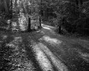 Oaks Wood Cambourne