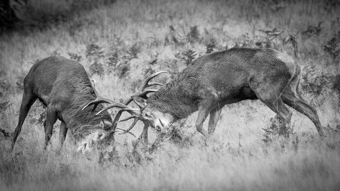 Red Deer Rut