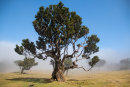 Laurel Trees in Cloud