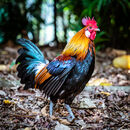 Free Range Supervisor
